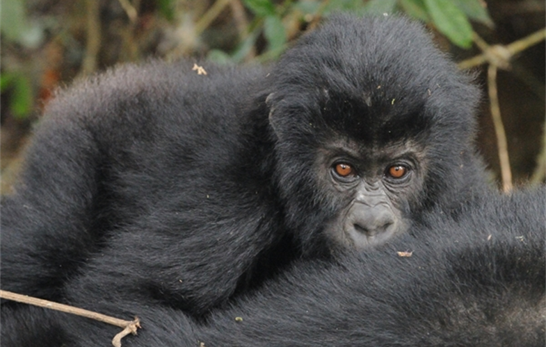 A Grauer's gorilla infant in the forests of eastern Democratic Republic of Congo. CREDIT: A. Plumptre